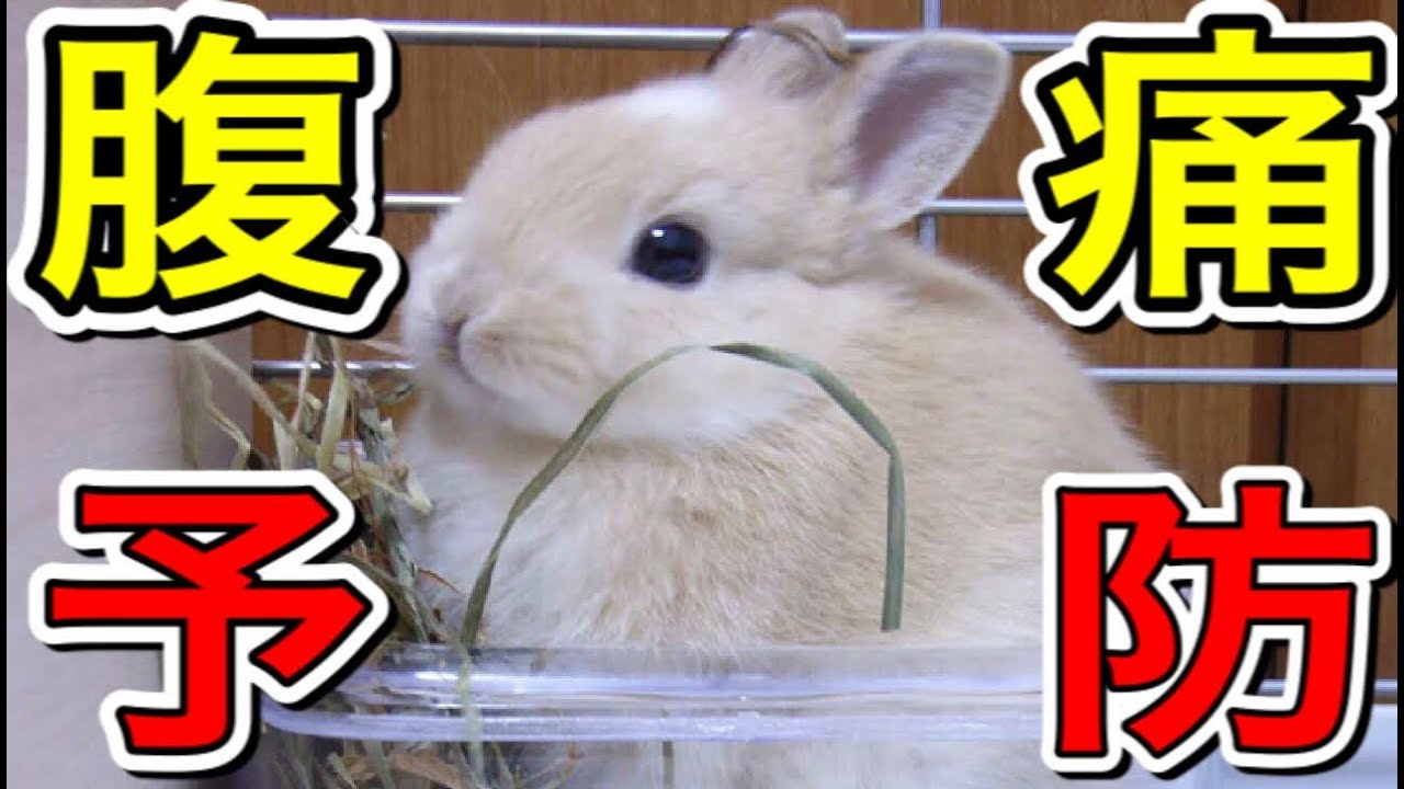 あなたのうさぎはどんな寝方 うさぎの寝方を勝手にランキング Youtube