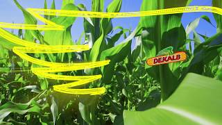 DKB 265 PRO3® | Híbrido de vigor muito alto na fase vegetativa.