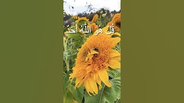 #قرآن #قران_كريم #تلاوة_خاشعة #تلاوة_هادئة #راحة_نفسية #tilawat