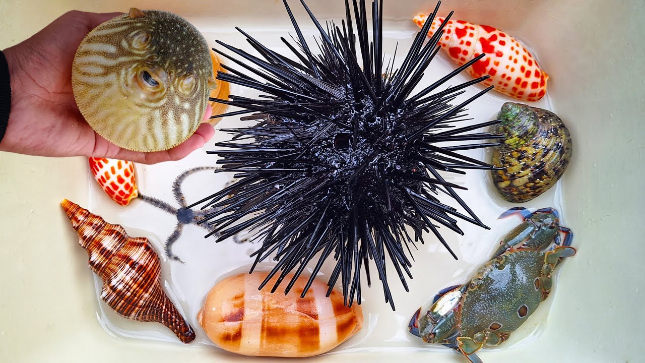Finding hermit crabs and marine ornamental fish, crab, snail, shell