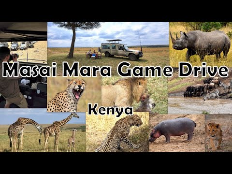 Video: Masai Mara National Reserve, Kenya: Den kompletta guiden