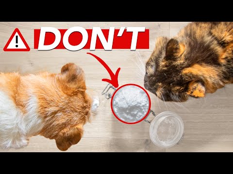 Video: Ar diatomitas yra saugus šunims ir ar ji nužudys blusas? Naudojimas ir faktai