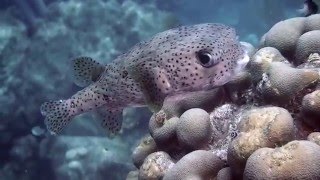 Pufferfish