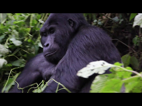 Video: Paano Pumunta sa Gorilla Trekking sa Rwanda