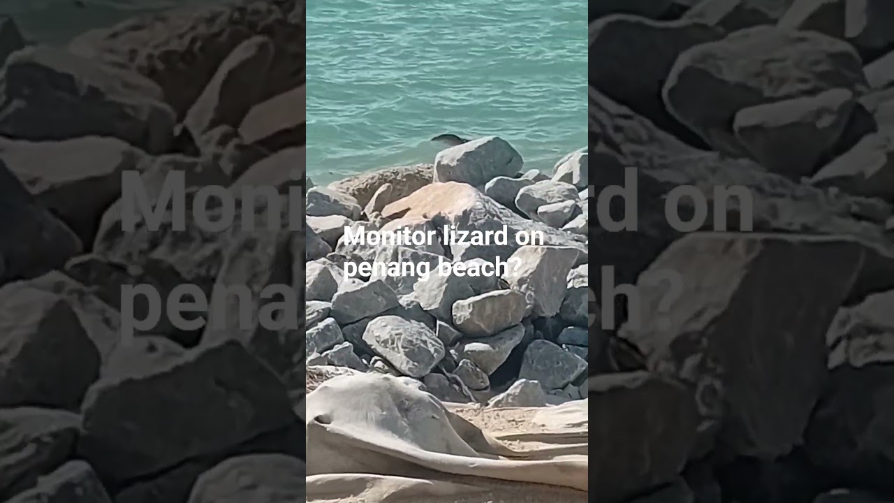 Monitor lizard on penang beach ⛱️? 
