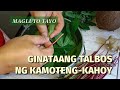 PAGLULUTO NG GINATAANG TALBOS NG KAMOTENG-KAHOY