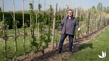 Comment planter des arbres fruitiers en espalier ?