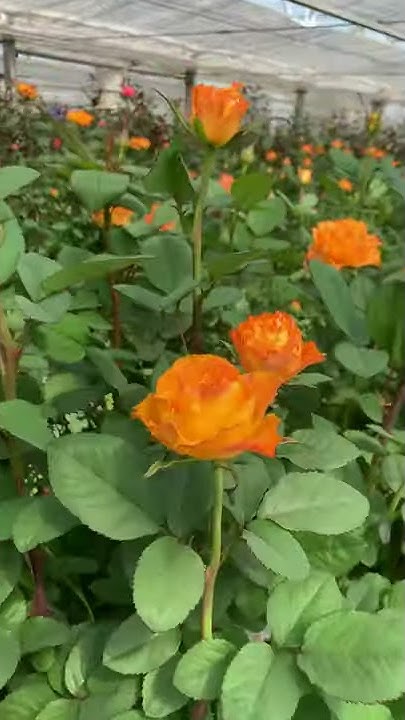 バラの花束ギフト花プラン Youtube