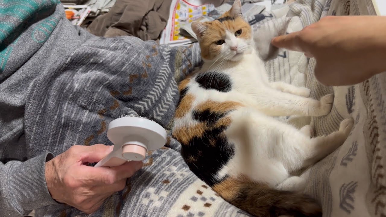 三毛猫】ブラッシングを終えたミケ（2026年2月8日） - YouTube