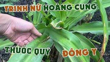 Trinh Nữ Hoàng Cung - Vị Thuốc Quý Trong Ngành Dược Liệu Ít Ai Biết Tới