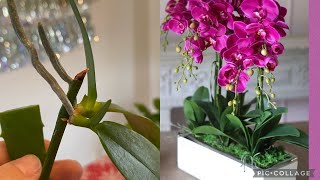 Orkideye Bir Iki Kere Bunu Yapın Dalından Bebek Orkideler Çıkarsınbolca Çiçek Kök Versin