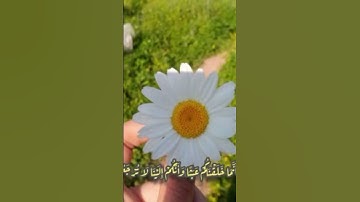أرح سمعك 🥀القارئ: إسلام صبحي 🍃حالات واتس آب