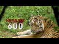 Видеоролик прокуратуры края и Центра "Амурский тигр" об ответственности за добычу редких животных