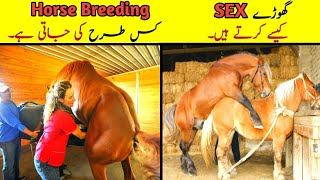 Most Attractive Horse Breeding In The World In Udru/Hindi | گھوڑے سیکس کیسے کرتے ہیں