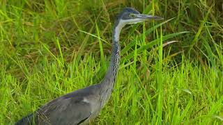 012 04 Black headed Heron 230116 Kidepo NP Uganda