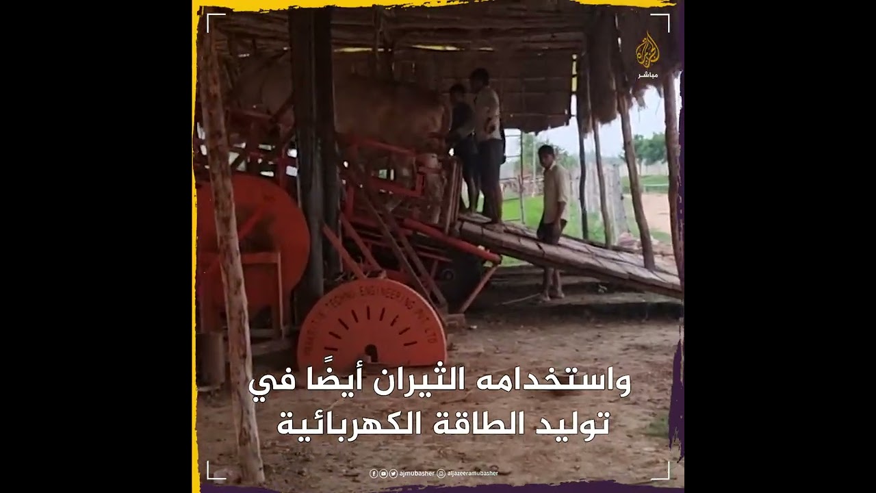 في الهند.. ثيران لتوليد الطاقة وضخ المياه