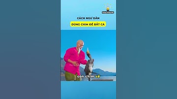 Cách ngư dân dùng chim để bắt cá