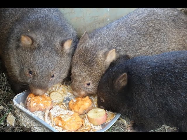 Wombats eating - YouTube