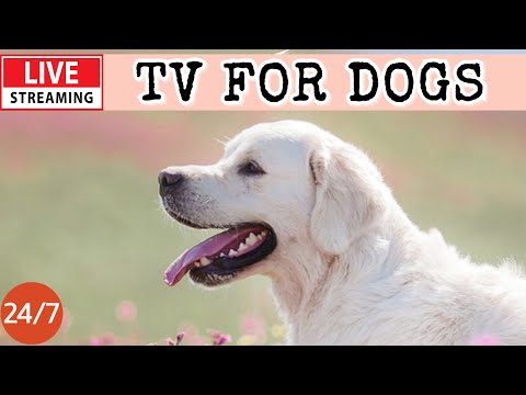 Live Dog Musiccalming Music For Dogsdeep Sleep Music For Dogsseparation Anxiety Relief9 Live Dog Musiccalming Music For Dogsdeep Sleep Music For Dogsseparation Anxiety Relief9