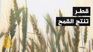 قطر تنضم إلى مصاف الدول المنتجة لمحصول القمح