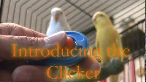 CLICKER TRAINING:  Introducing the clicker