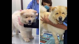 MY CHOW CHOW 2.5 YEARS APART GETTING VACCINE | Life with Crumpet The Corgi & Butter The Chow Chow by It's Ben Nguyen 269 views 7 months ago 31 seconds