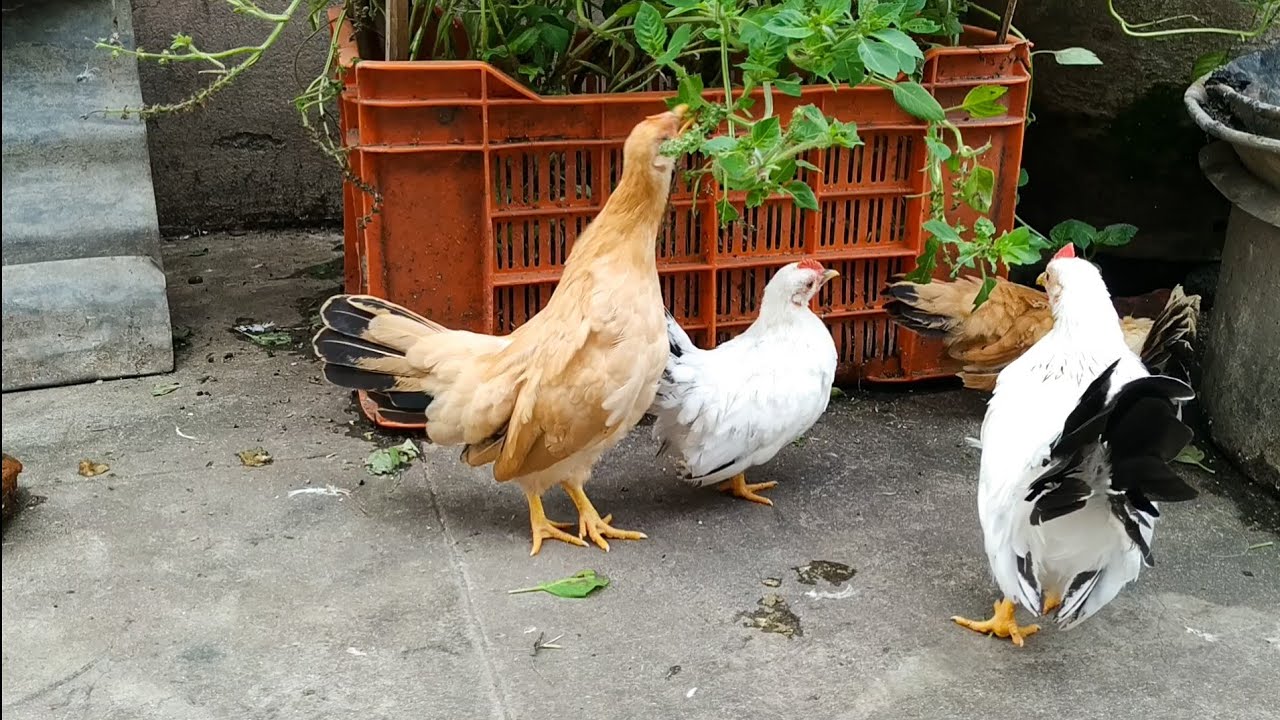 Chickens eating Herbs (Basil / Tulasi) Bantam Chicken Fancy