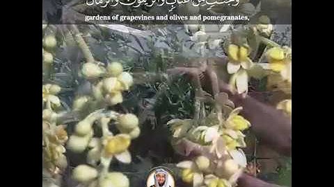 | وهو الذي أنزل من السماء ماءا.. | مقطع من سورة الأنعام | عبدالولي الاركاني ABDULWALI ALARKANI