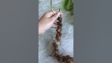 2 củ sâm Ngọc rừng già làm quà hay ngâm rượu bao kiểm định chuẩn sâm Ngọc linh gọi 0377965679 nhé