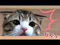 #Shorts 壊れて飛ばないヘリコプターを不思議そうに眺める猫