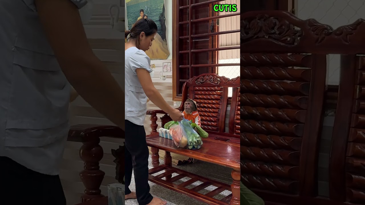 Smart Monkey Helps Mom Prepare Cooking Ingredients 