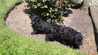 Miniature Poodle Puppies For Sale