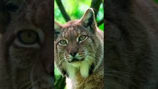 Nice Wild Cat his like lion eyes cat cats catlover catvideos cattok catwalk animals anime