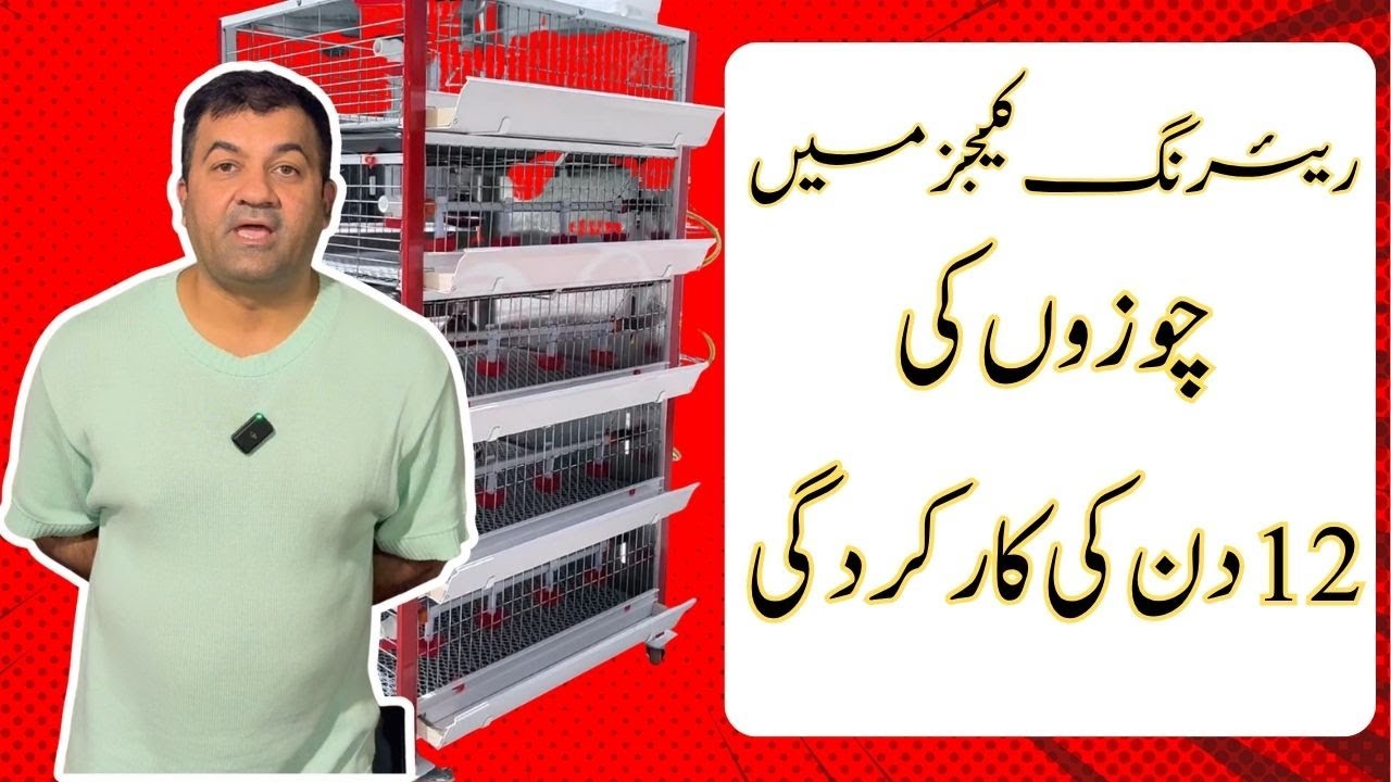 12 Days Performance of Chicks in Rearing Cages