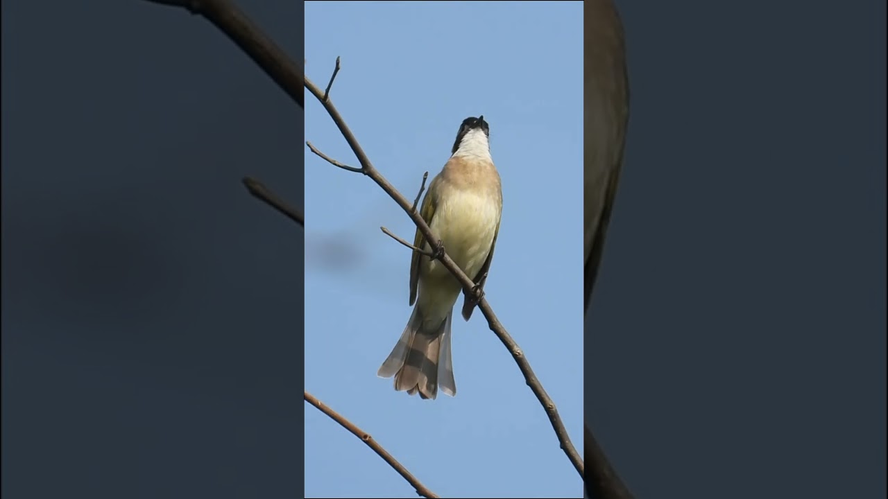 birds shooting with Nikon p1000