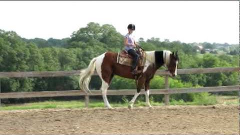 Valley View Ranch -  Sharp Shootin Peppy    ***For info, price, etc., go to our website***