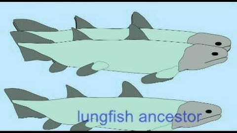 CVA: LIMB EVOLUTION: FIN BONES IN SARCOPTERYGIANS.avi