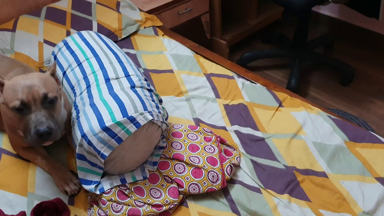 American Bully Invades Bed YouTube