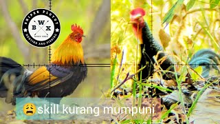 🐓 Part 1 Spot Istimewa: lagi  bego, Berburu ayam hutan hoki melayang