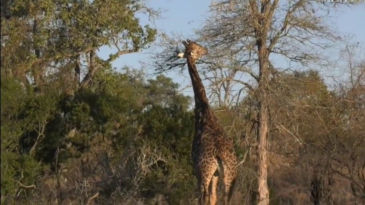 sindile faku July 29, 2017- Sunset- Byron has found the tallest animal in the bush