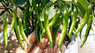 growing lots of chillies in useless sacks in summer season,no need for a garden,chilli growing tips