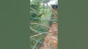 burung serindit