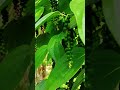 #MilaguPlant #PepperPlant #PlantVideography #Nature #Agriculture #Greenery #Farming #southindianfood