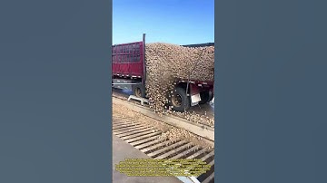 "Potato Unloading Hack: Driver Uses Genius Pole Method to Empty Truck in Seconds!"