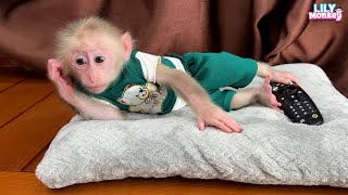 Smart monkey Lily takes care of herself while dad is away