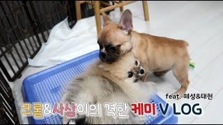 크롬이와 사삼이의 격한 케미 ♥ (feat.혜성&태현)