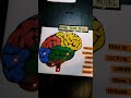 How to make a human brain working model | Brain section working model project | School project brain