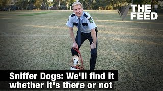 Download Sniffer Dogs: We'll Find It Whether It's There Or Not Video MP3 Sniffer Dogs: We'll Find It Whether It's There Or Not