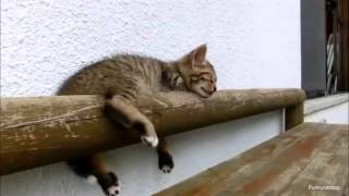 Смешные кошки! Доброе утро! Смешные кошки! Доброе утро!