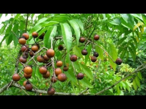 فيديو: شجرة الصابون - Sapindus